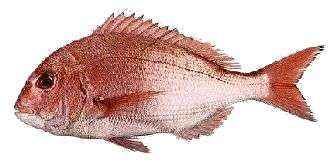 趣味の釣り