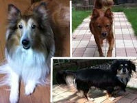 我が家の愛犬達